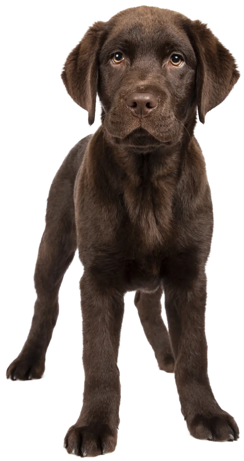 Perro-Atrib1_Chunky_Cachorros_Grandes_Corder-Arroz-Salmon