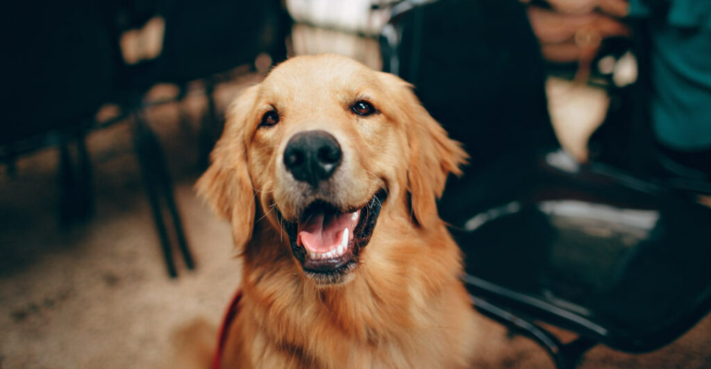 Por que se le cae el pelo a mi perro