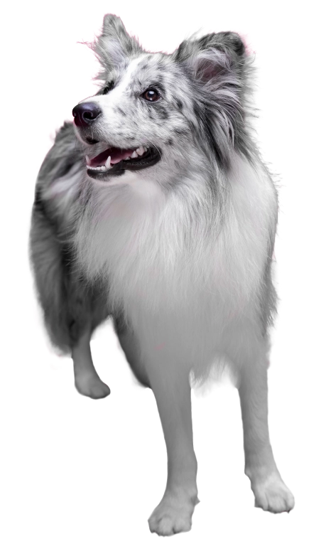 Perro-Atrib1