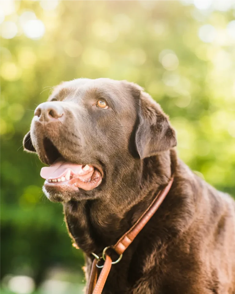 A partir de qué edad se considera que un perro es senior, y varía eso según la razatamaño