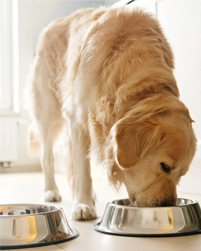 Cada cuánto tiempo debo cambiar la marca o fórmula del alimento para evitar intolerancias o aburrimiento