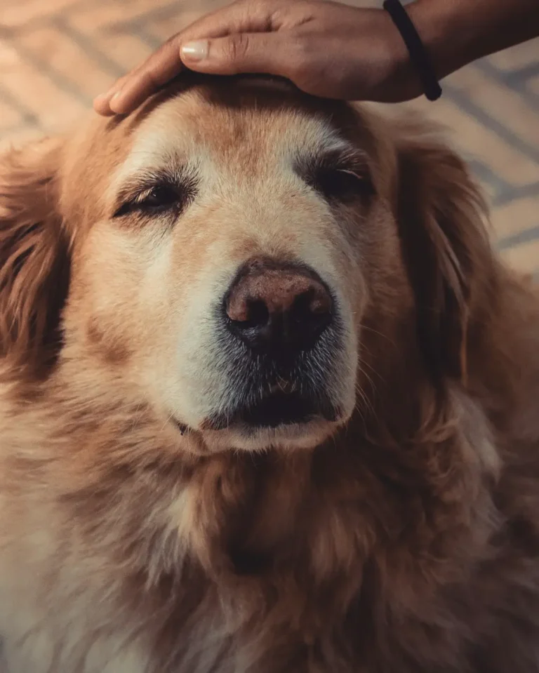Cómo ayudar con problemas comunes en perros mayores como digestión lenta, menos apetito, pérdida de masa muscular, enfermedades renales o articulares mediante la nutrición