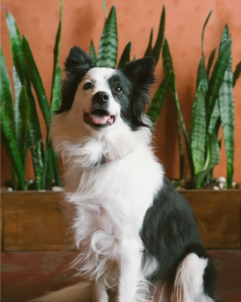 Cuál es el peso ideal para mi perro de raza grande raza pequeña, y cómo controlar que no engorde