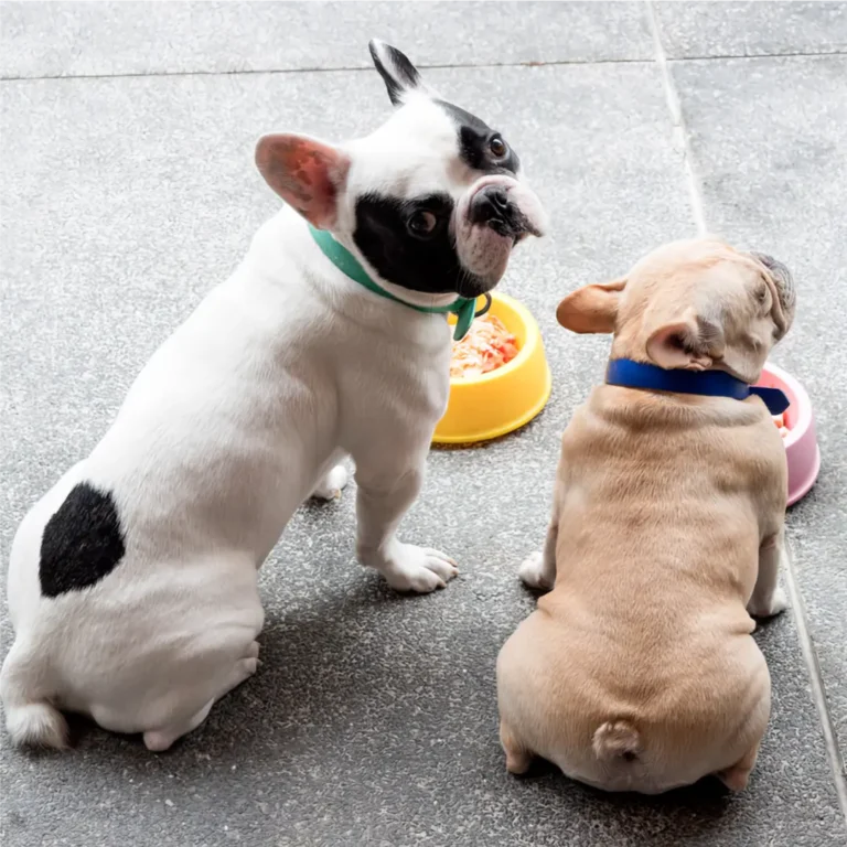 Cuándo y cómo debo cambiar de alimento de cachorro a alimento para adultos