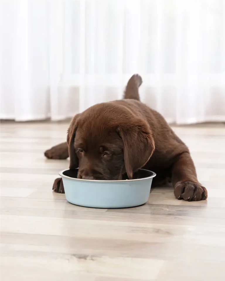 Cuántas veces al día debe comer un cachorro, y cuándo reducir la frecuencia
