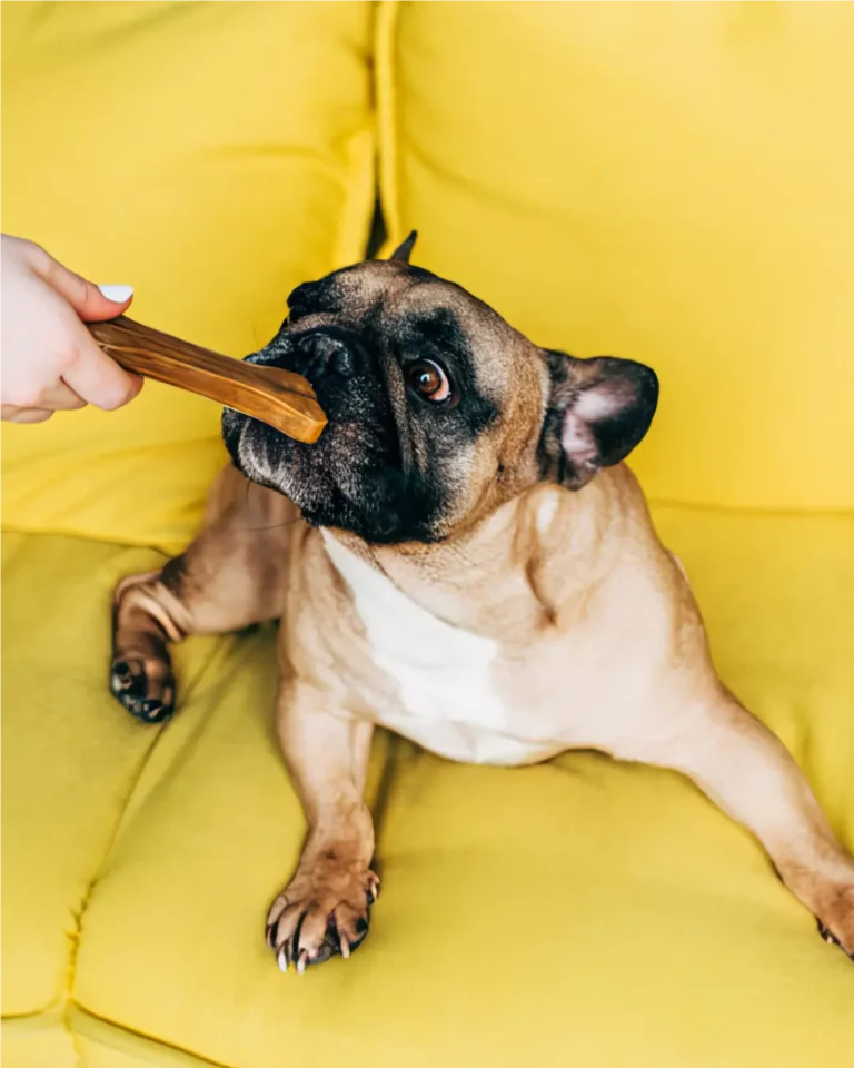 Desde cuando puedo usar productos tipo snack, premios, barf con mi cachorro