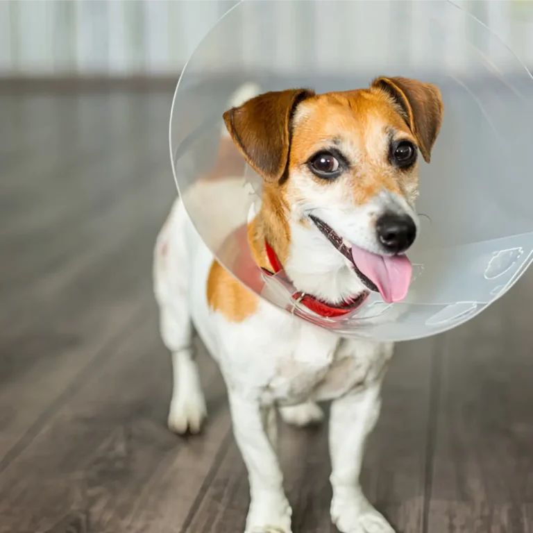 El perro necesita alimento diferente si est&aacute; esterilizadocastrado &iquest;C&oacute;mo ajustar dieta y calor&iacute;as tras la cirug&iacute;a