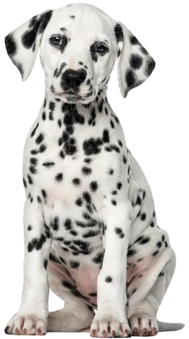 Perro-Atrib1_Chunky_Cachorros_Grandes_Pollo