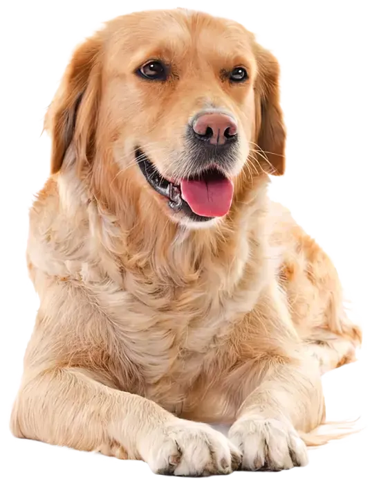 Perro-Atrib1_Chunky_Pollo_Grandes