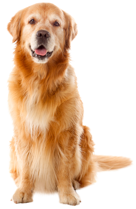 Perro-Atrib1_Chunky_Pollo_Mayores