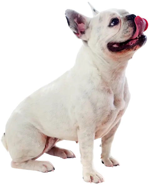 Perro-Atrib1_Chunky_Pollo_Pequeños