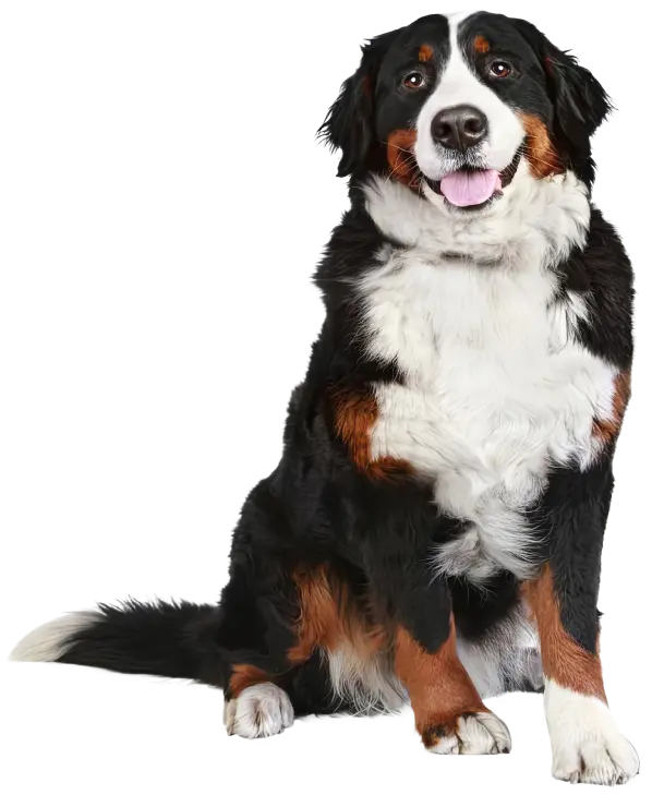Perro-Atrib1_Chunky_Pollo_Salmon