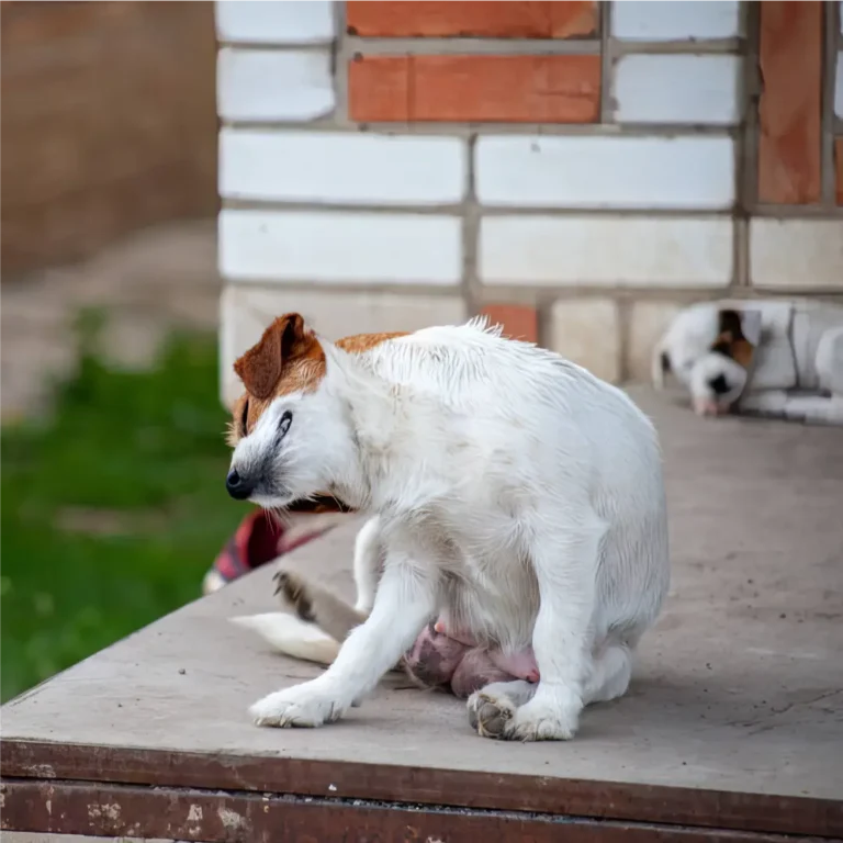 Qué hacer cuando mi perro adulto tiene alergias alimentarias o intolerancias