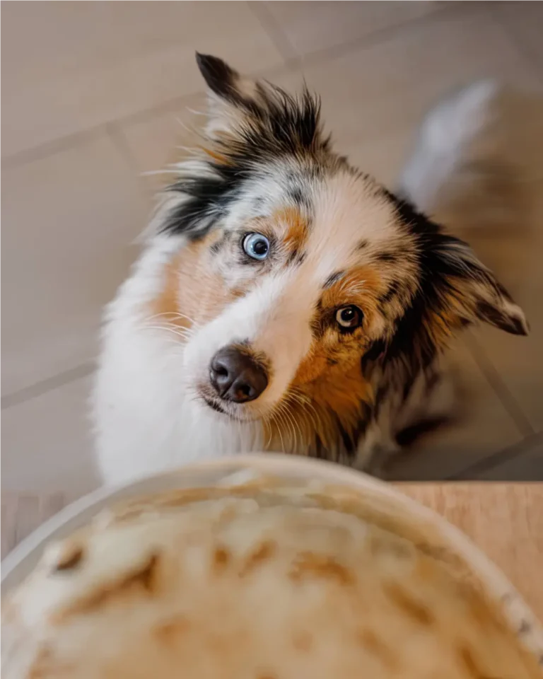 Qué tipo de comida es mejor para un cachorro concentrado seco, comida húmeda o dieta casera